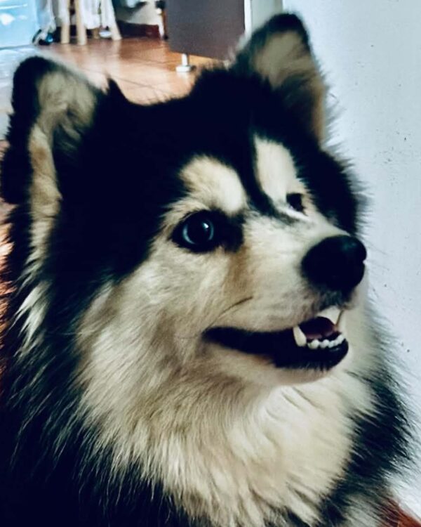 Chipie