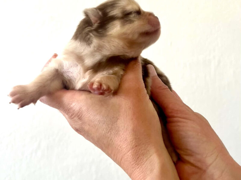 Femelle merle choco