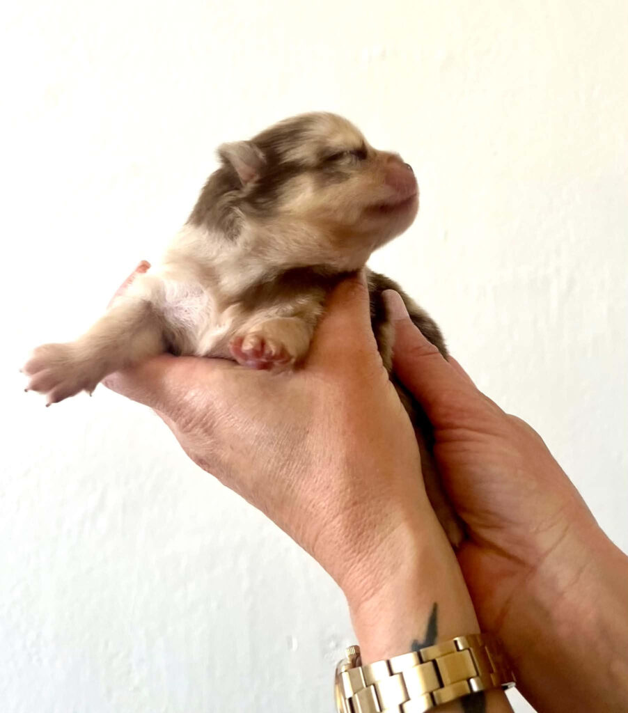 Femelle merle choco